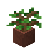 Kā izveidot саженец дуба в горшке Mainkraftā