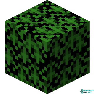 Spruce Leaves in Minecraft
