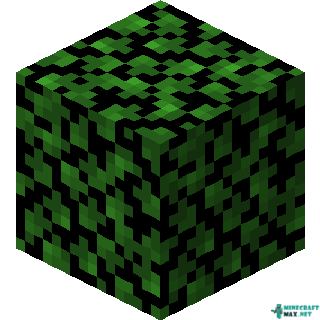 Birch Leaves in Minecraft