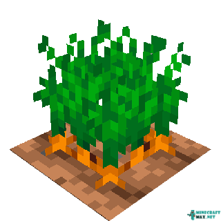 Carrots in Minecraft