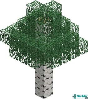 Берёза (дерево) в Майнкрафте