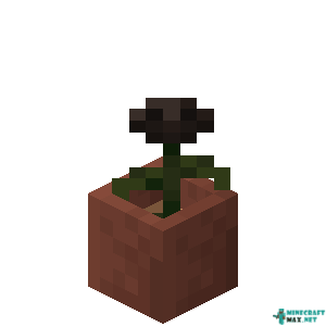 Potted Wither Rose in Minecraft