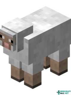 Sheep in Minecraft