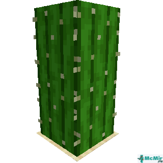 Кактус (растение) в Майнкрафте