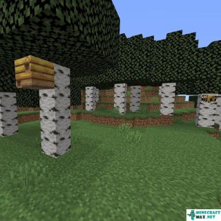 Birch Forest in Minecraft
