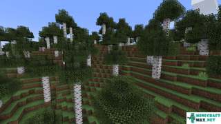Tall Birch Forest in Minecraft