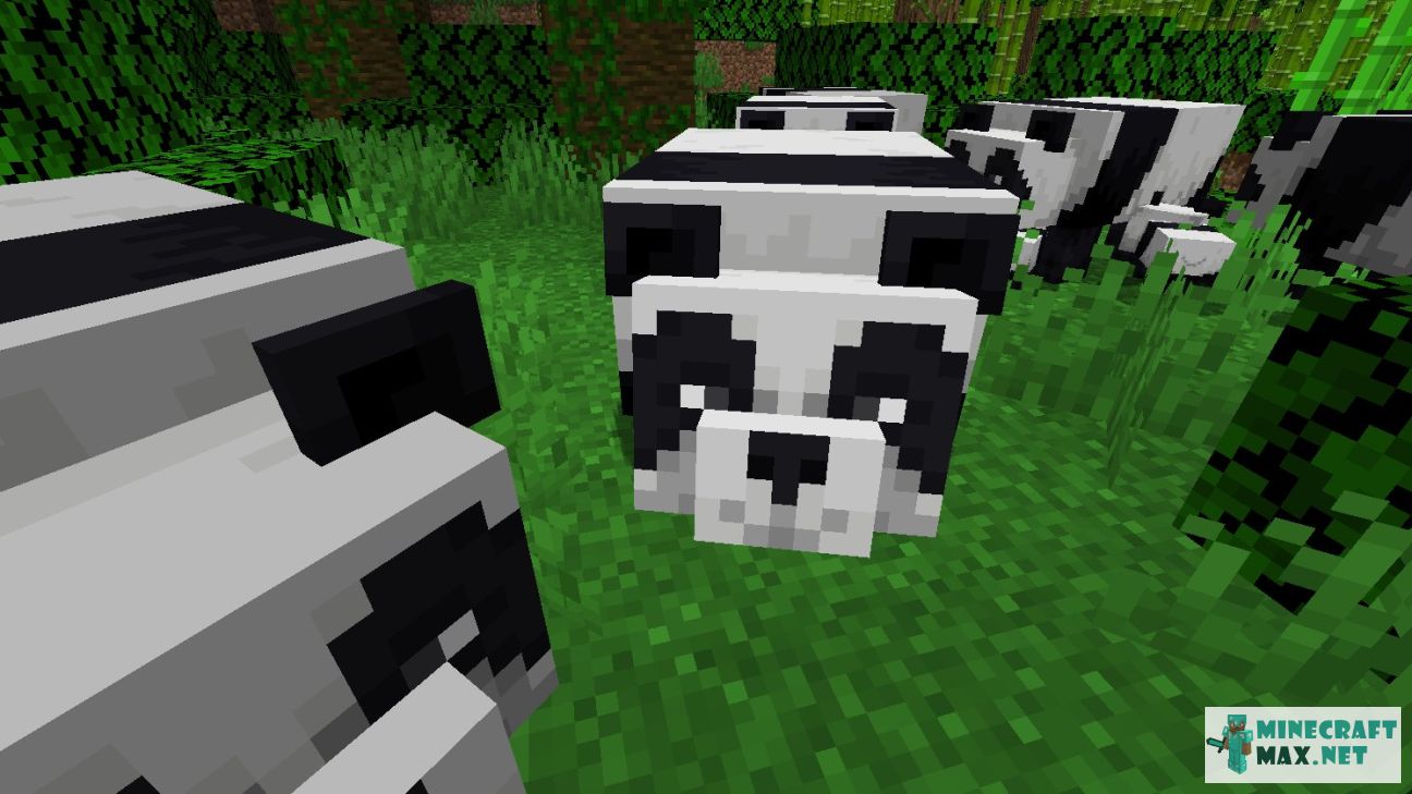 How to breed Pandas in Minecraft