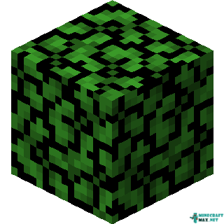 Acacia Leaves in Minecraft