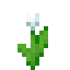 Белый тюльпан в Майнкрафт